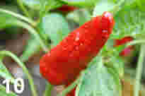 Zdjęcia Red Pepper After Rain pokazują porównanie jakości JPEG: